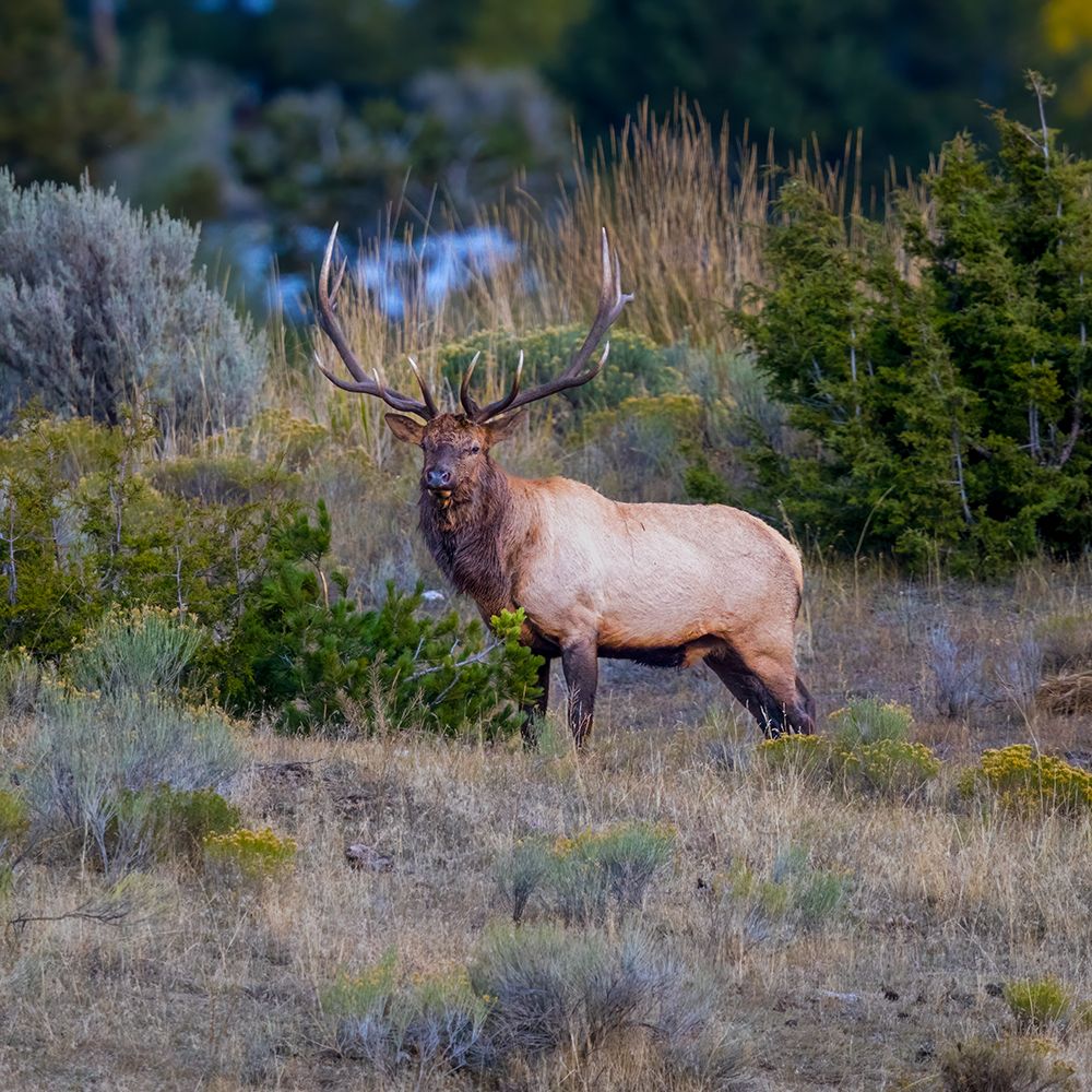 A bull elk maintains his majesty during the breeding season.